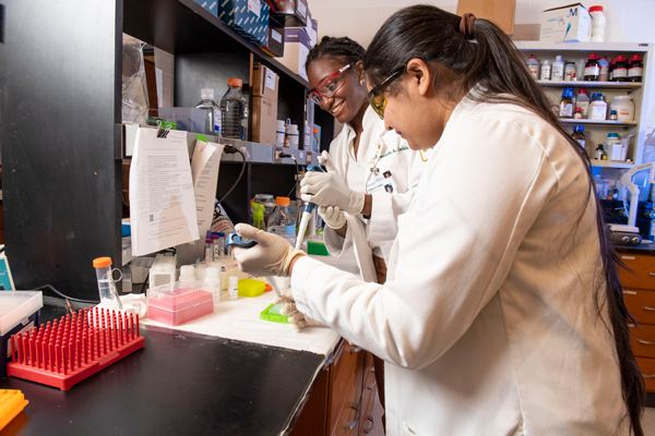 Medical research students working in a laboratory